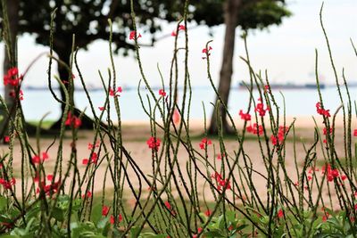 Close-up of red flowers against calm lake