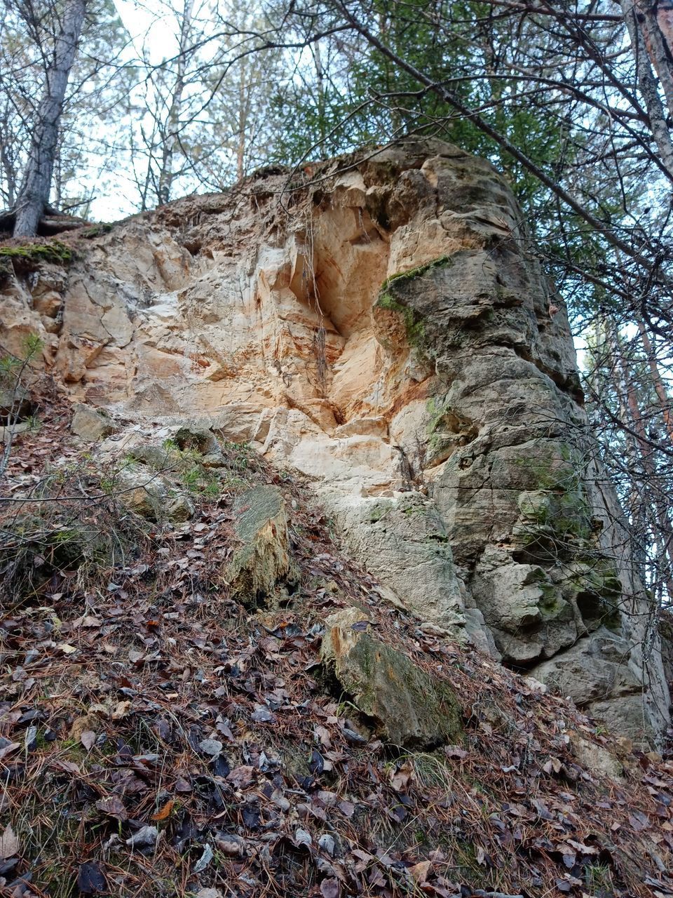 LOW ANGLE VIEW OF TREES IN FOREST