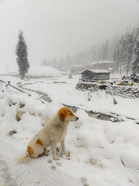 Dog running on snow covered field