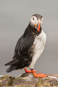 Close-up of puffin perching on rock