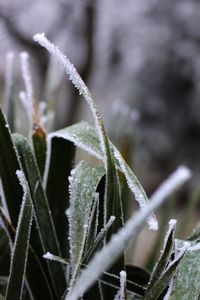 Close-up of frozen plant during winter