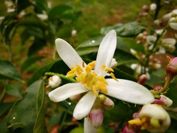 Close-up of wet white flowers blooming outdoors