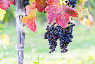 Close-up of ripe grapes in vineyard