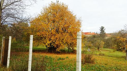 Trees against sky during autumn