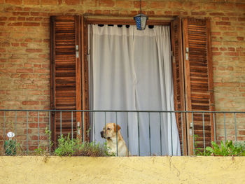 Labrador in a balcony 