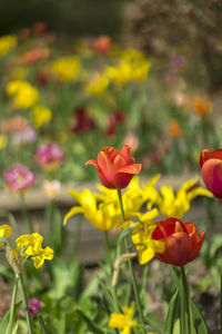 Close-up of yellow tulip flowers on field