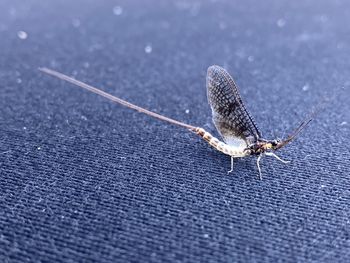 Close-up of insect