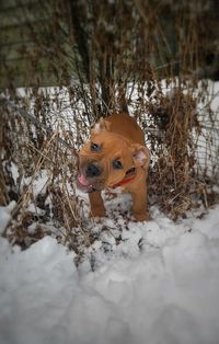 Close-up of dog on snow field