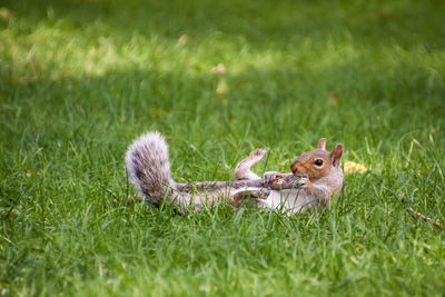 Close-up of squirrel on field