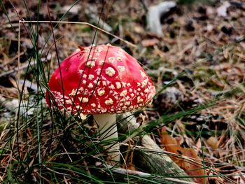 Close-up of fly agaric mushroom growing on field