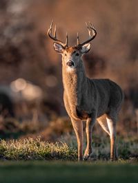 Deer standing on land