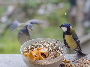 Close-up of bird eating food