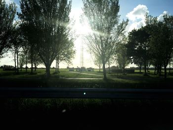 Trees on grassy field