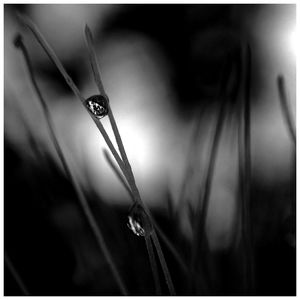 Close-up of grass against blurred background