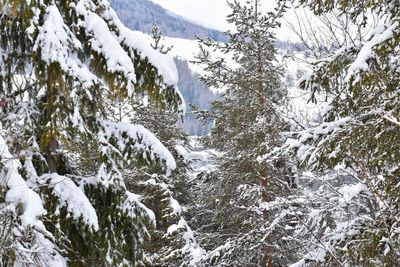 Trees in forest against sky during winter