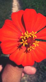 Close-up of a red hibiscus