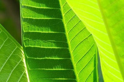 Full frame shot of green leaves