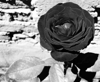 Close-up of rose blooming outdoors