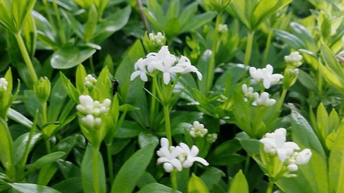 Close-up of white flowers blooming outdoors