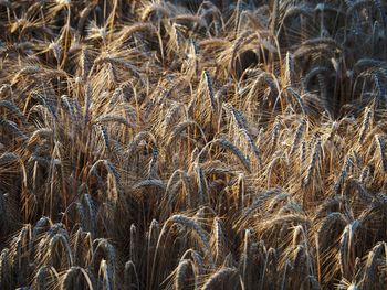 Full frame shot of stalks in field