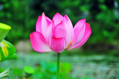 Close-up of pink flower