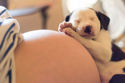 Midsection of pregnant woman with cute puppy sleeping at home