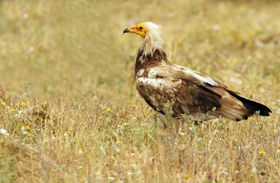 Side view of a bird on field