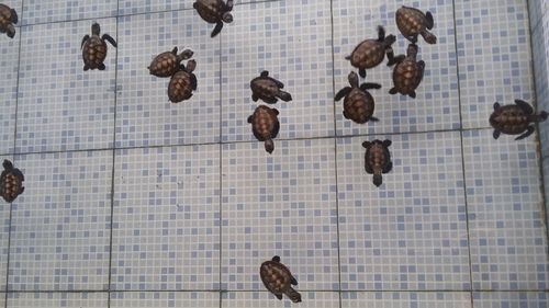 Low angle view of pigeons on tiled floor