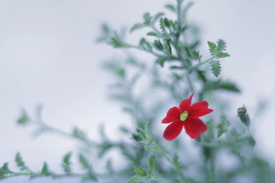 Close-up of red flowering plant