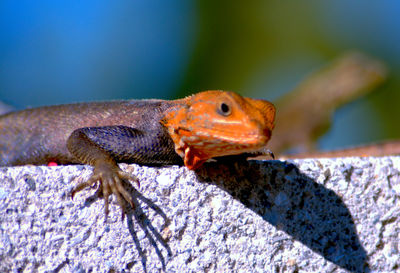 Close-up of lizard on rock