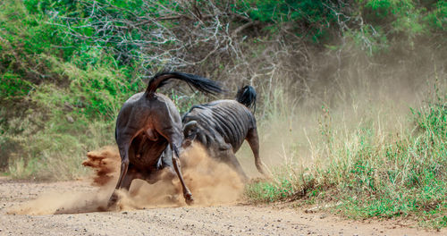 Blue wildebeests fighting on field in forest