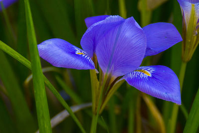 Close-up of purple iris flower