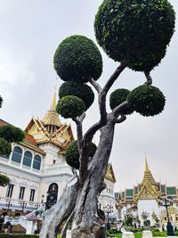 Low angle view of trees and building against sky