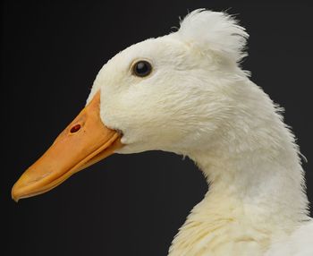 Close-up of swan against black background