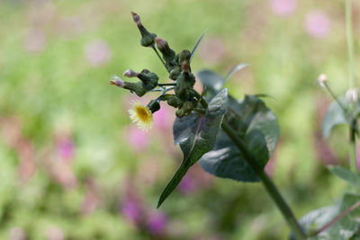 Close-up of purple flowering plant