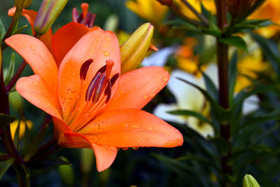 Close-up of raindrops on orange lily