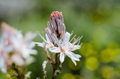 Close-up of white flowering plant