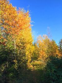 Scenic view of autumn trees against blue sky