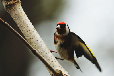 Close-up of golden finch perching on branch