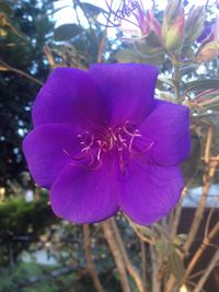 Close-up of flower blooming outdoors
