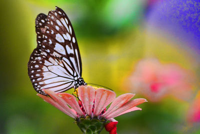 Close-up of butterfly on flower