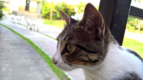 Close-up of a cat