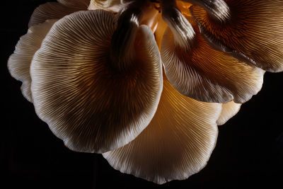 Close-up of mushroom