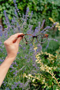 Midsection of person holding purple flowering plant