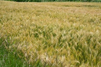 Full frame shot of crops growing on field