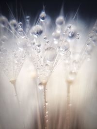 Close-up of wet  dandelion