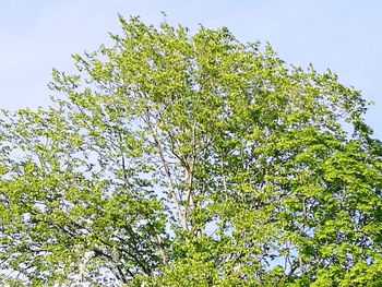 Low angle view of tree against sky