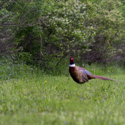 Close-up of duck on field