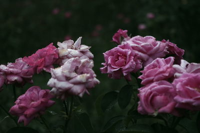 Close-up of pink flowers