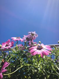 Close-up of pink cosmos flower blooming against sky